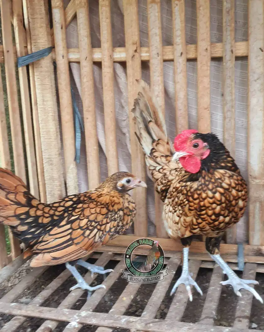 Jual ayam hias batik kanada - ayam batik kanada