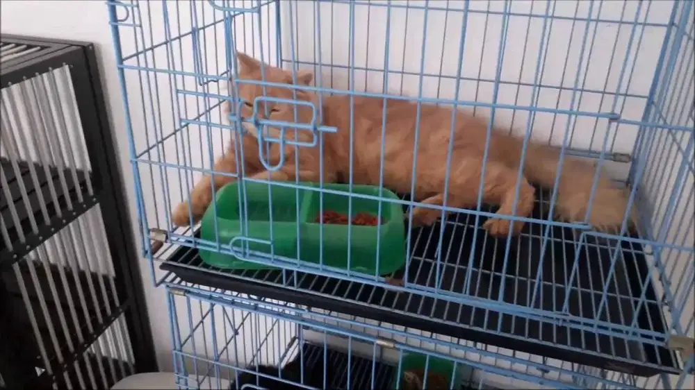 Grooming Kucing dan Penitipan Ungasan Vetcare