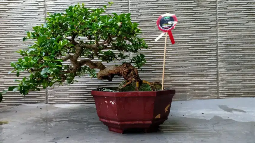 Bonsai Hokiantea Bunga kelas kontes jadi