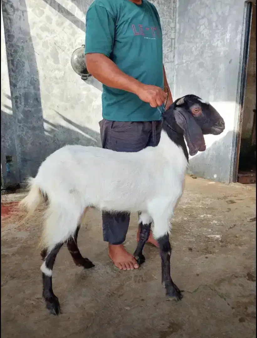 Kambing Jantan dan Domba Murah