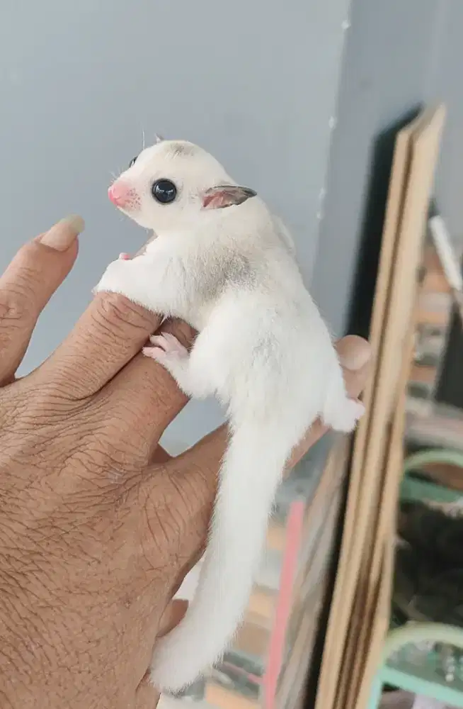 Sugar glider platmos