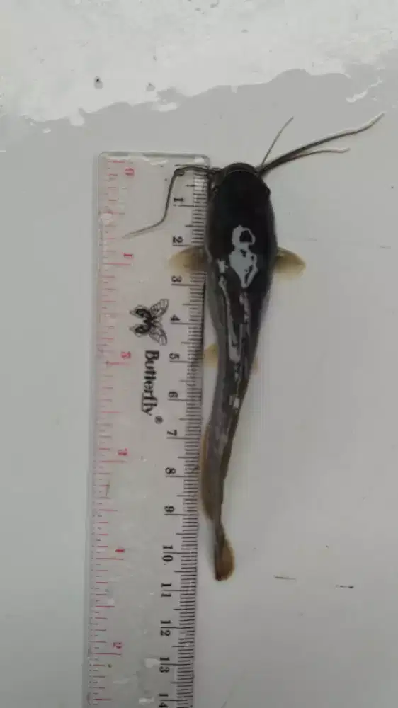 Bismillah Jual Benih Ikan