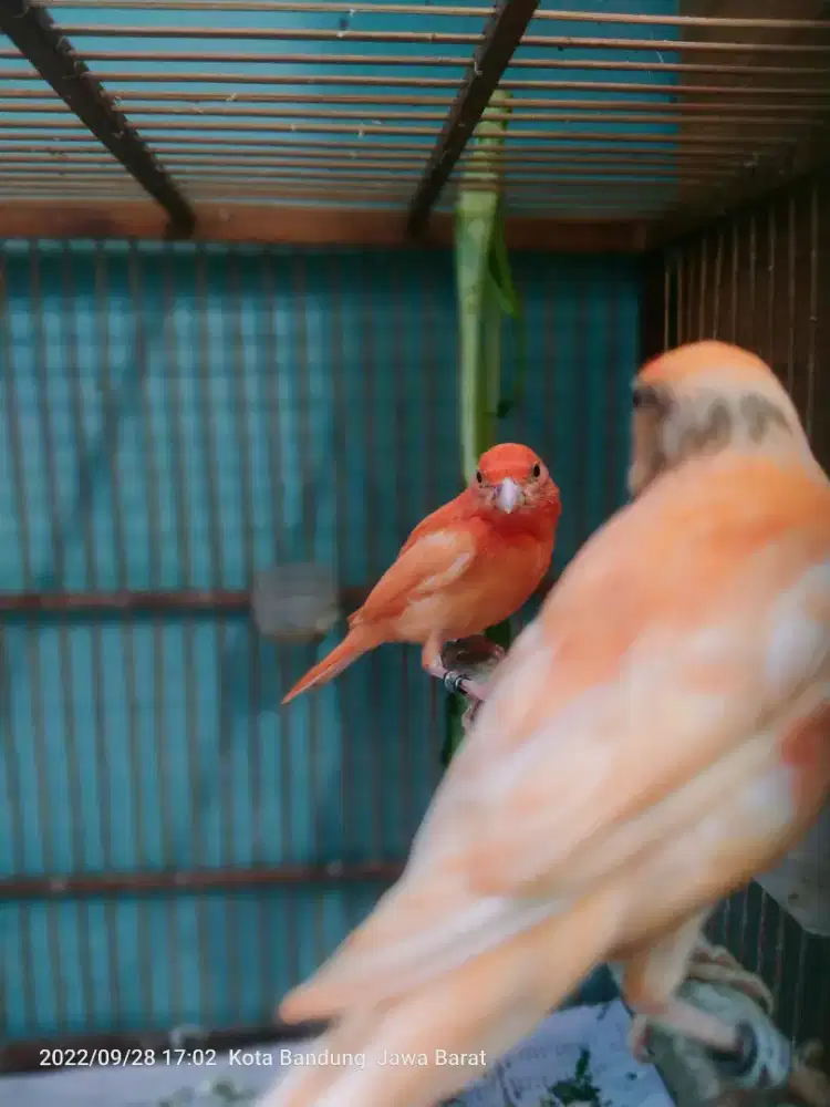 BURUNG KENARI RED VARIANT  WARNA JAMINAN ALAMI MURNI GENETIK