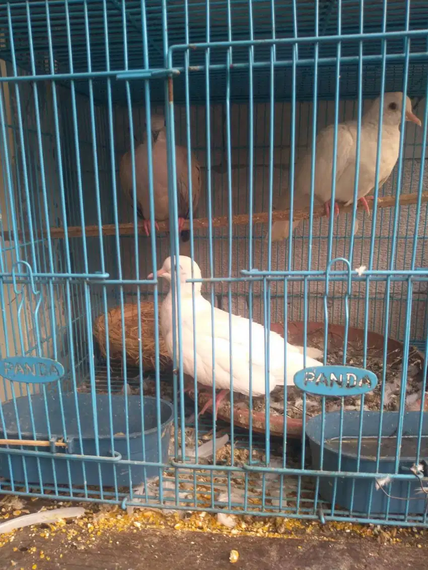 Burung Puter  Cikarang Baru