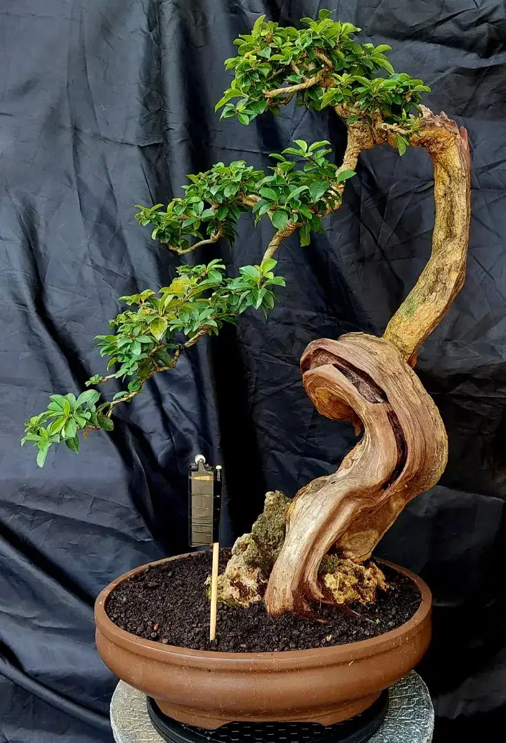 Bonsai Sisir Keringan