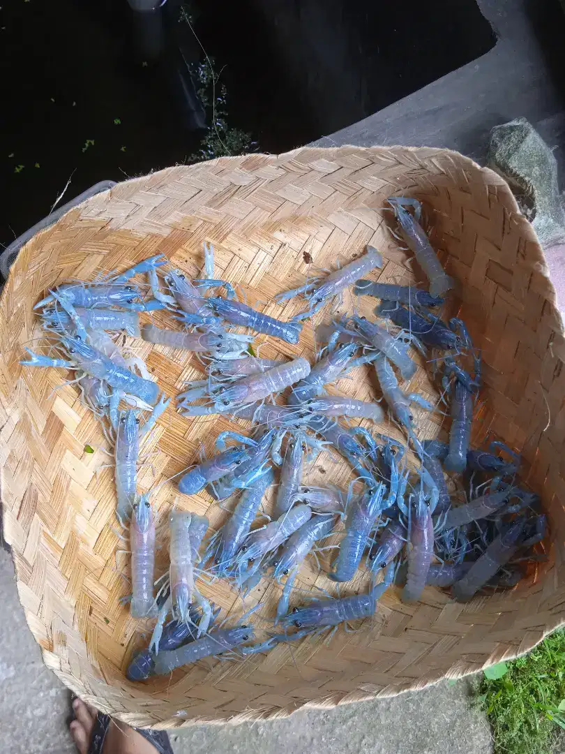 Lobster Hias warna Biru