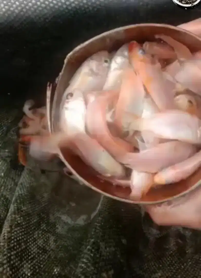 ikan nila merah literan