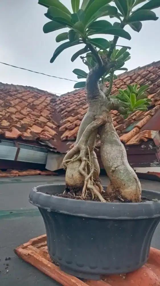 Adenium / Kamboja jepang