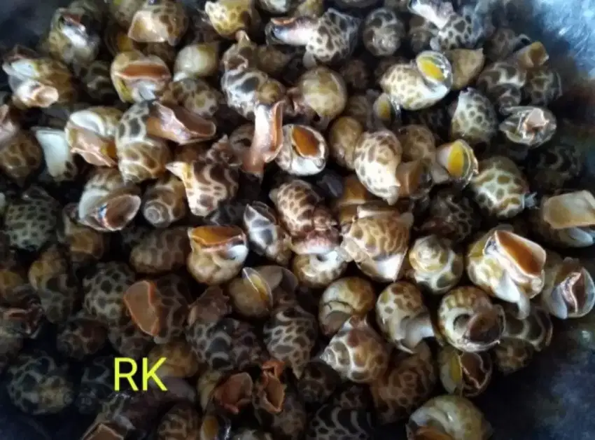 Keong macan fresh dari laut