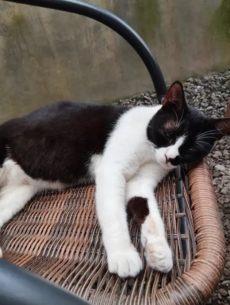 Kennel boy kucing Lowongan 906273266