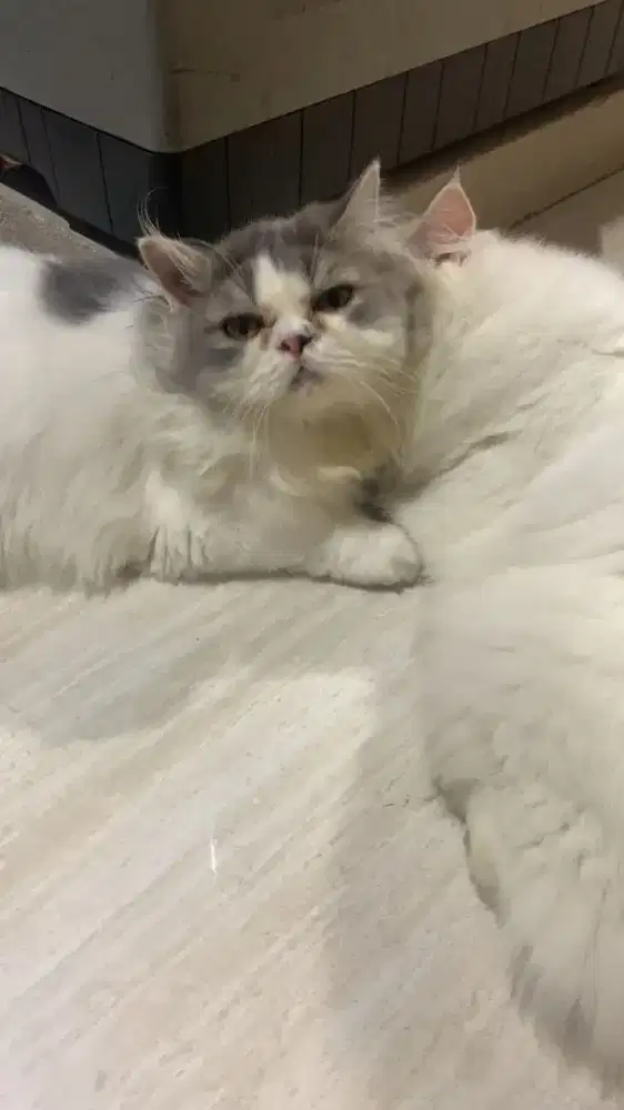 GROOMING KUSUS KUCING PANGGILAN