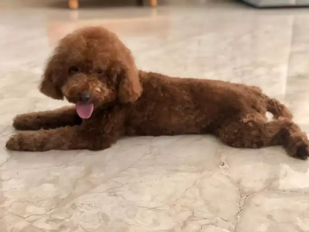 Termurah jasa grooming anjing kucing panggilan cukur bulu mandi rumah