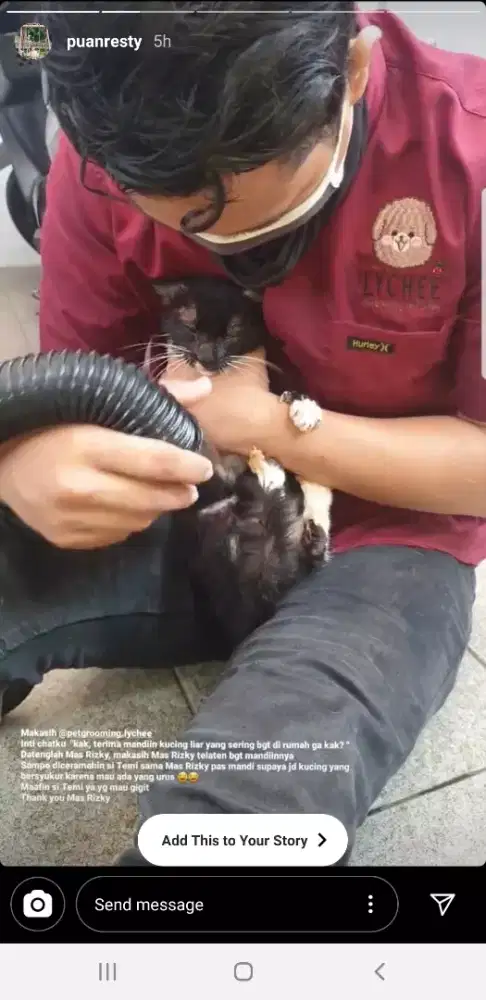Termurah jasa grooming anjing kucing panggilan cukur bulu mandi rumah