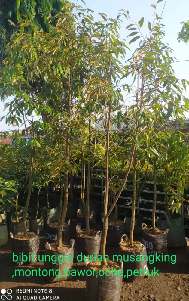 Bibit unggul durian musangking