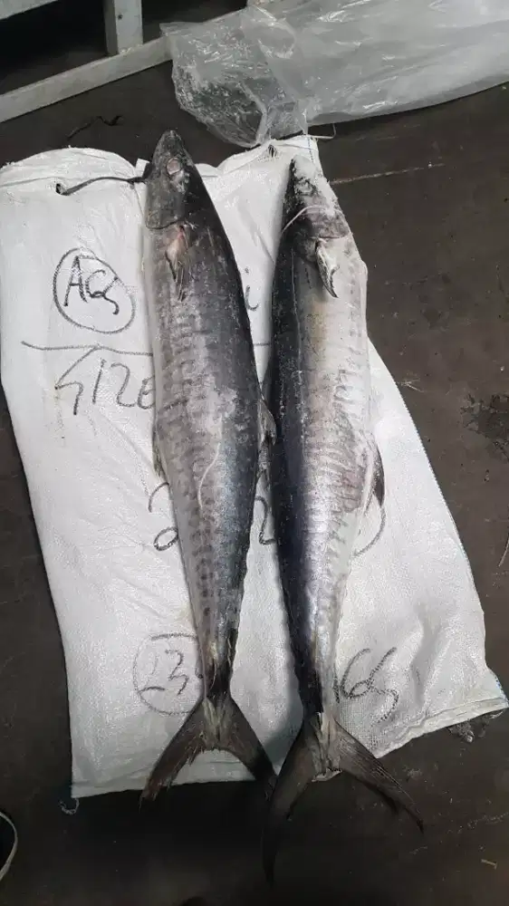 Ikan tenggiri utuh kualitas eksport