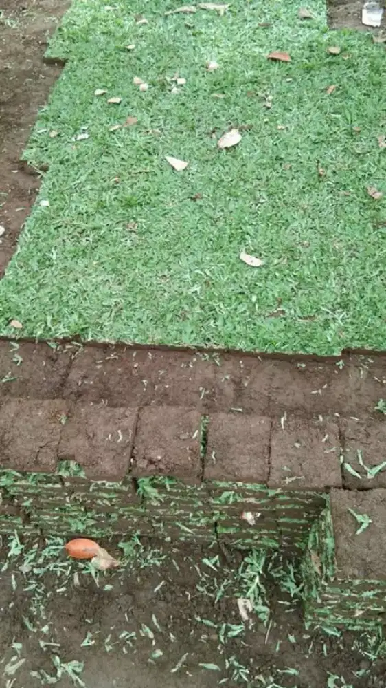 Suplyer rumput hias wilayah morowali