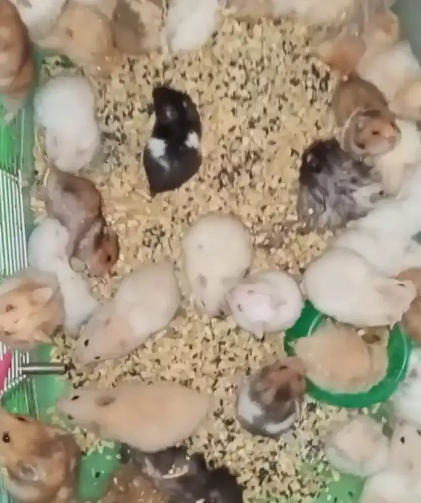 hamster syirian