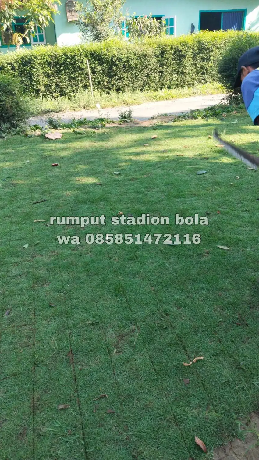 Harga Supplier Rumput Stadion Lapangan Zoysia Matrella Bantul