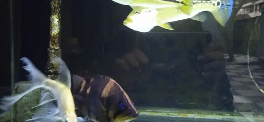 Ikan predator datz datnoides Sumatera 11-14cm