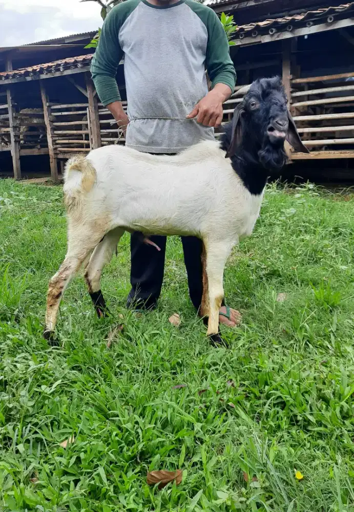 Kambing Etawa, Kambing PE, Kambing Besar