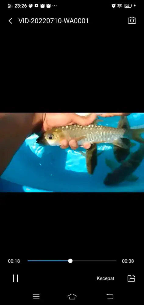 Ikan Dewa size 25 cm