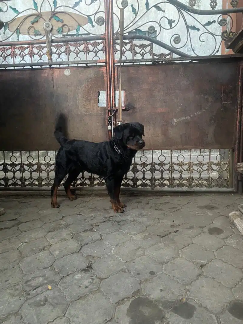 Stud Service Rottweiler Jantan Pure Satambum