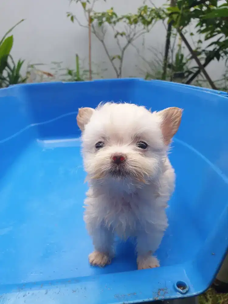 Beli 2 dapet 3 dog Mini maltese,mini shitsu,dog mini