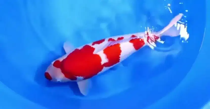 KOI IMPORT KONISHI KOHAKU YODAN SIZE 72CM