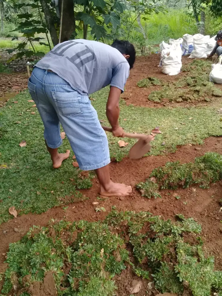 Menyediakan rumput taman