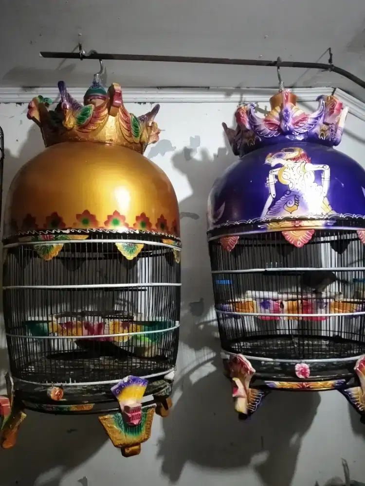 Perkutut Bangkok suara lelah