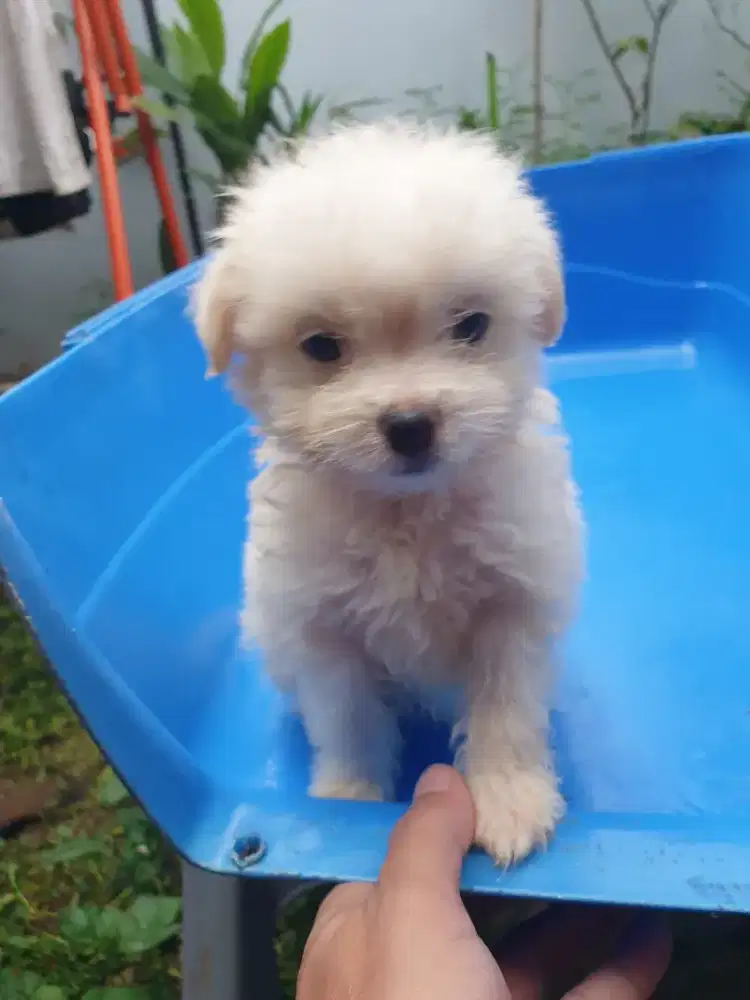 Beli 2 Gratis 1 Anjing mini 2.5 Bulan