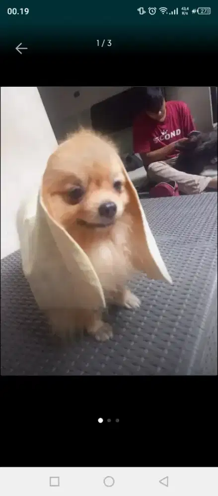 Memandikan kucing atau dogy pangilan