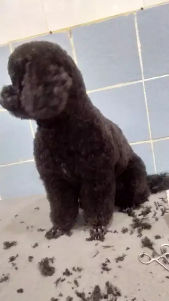 Termurah jasa grooming anjing kucing panggilan cukur bulu mandi rumah