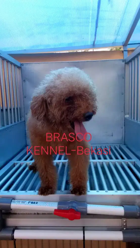 Red Toy Poodle (size kecil)