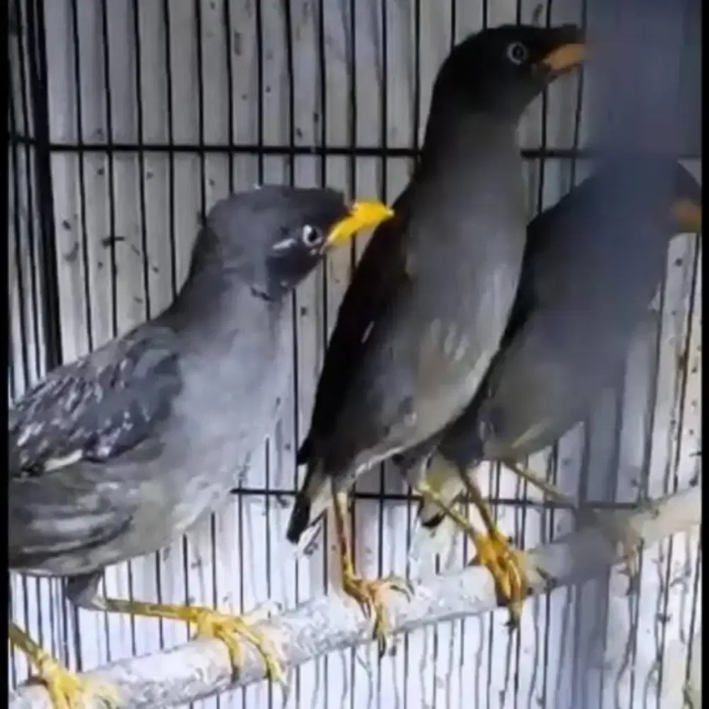 Free Ongkir Jalak Kebo