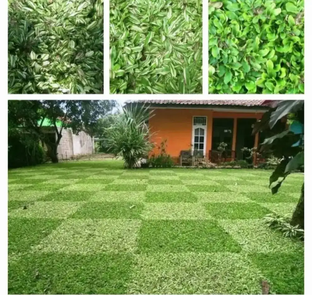 Jual Rumput Gajah Mini/Jasa Pembuatan Taman