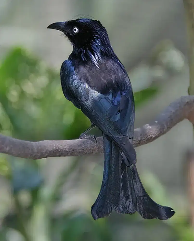 Burung srigunting hitam mulus istimewa