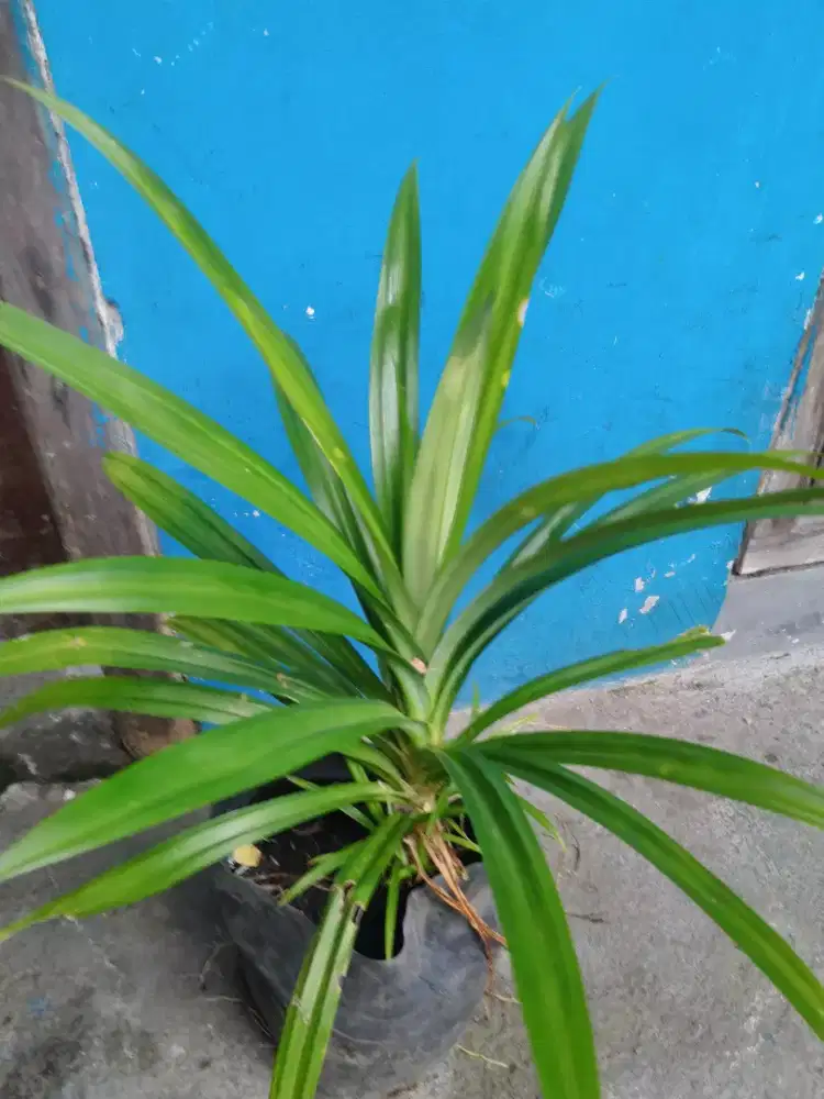 Tanaman pandan wangi