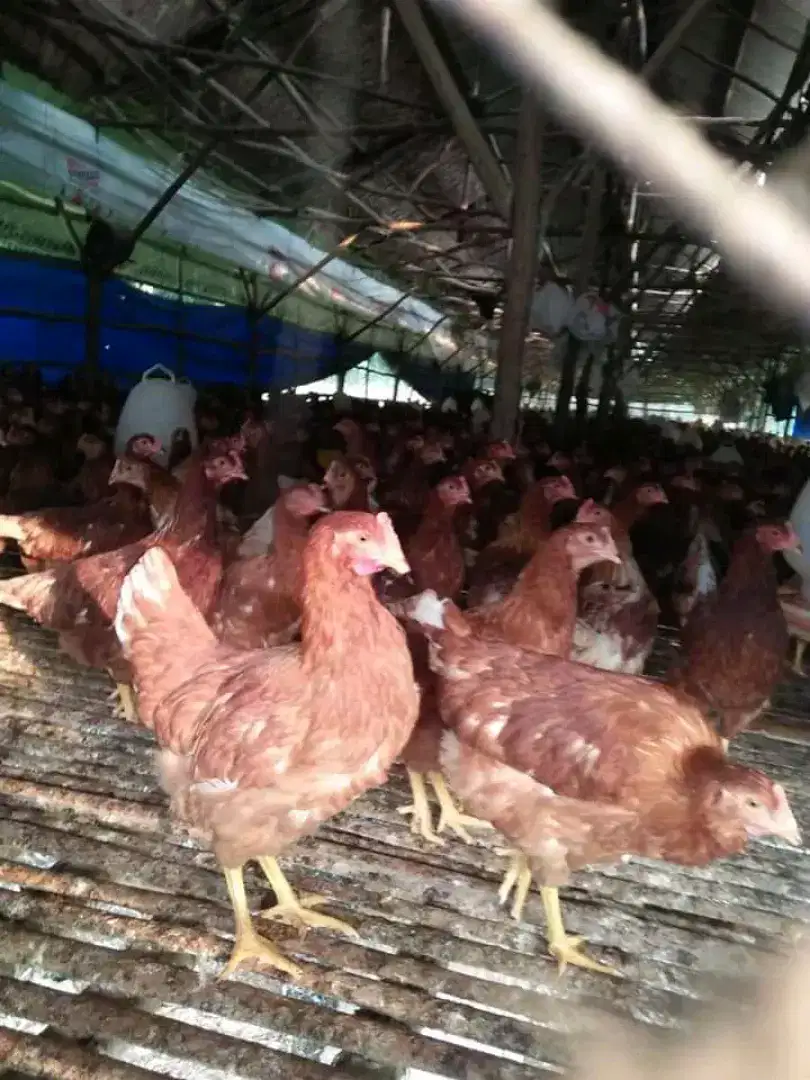 Jual ayam petelur