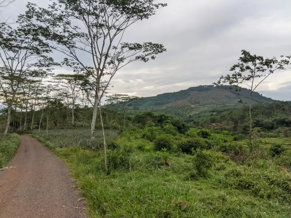 KEBUN PRODUKTIF VIEW PEGUNUNGAN | Cocok untuk Villa, Kebun dan Kandang