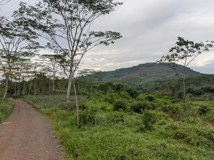 KEBUN PRODUKTIF VIEW PEGUNUNGAN | Cocok untuk Villa, Kebun dan Kandang