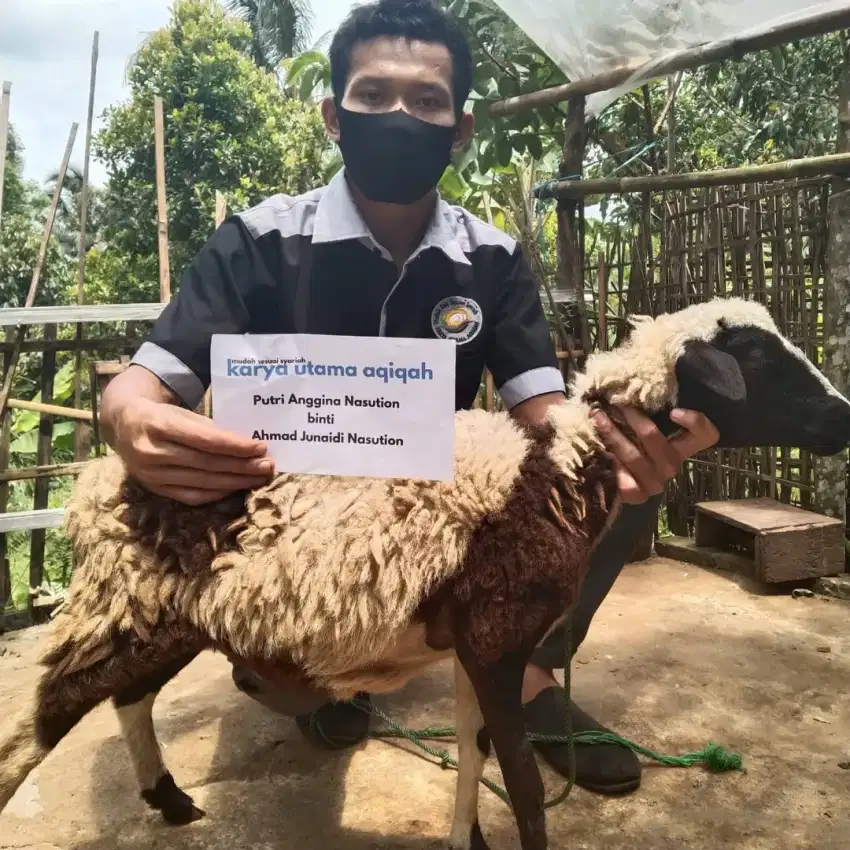 Domba Aqiqah Siap Saji