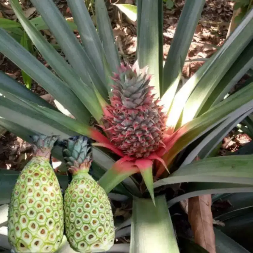 Nanas muda (pelancar haid)