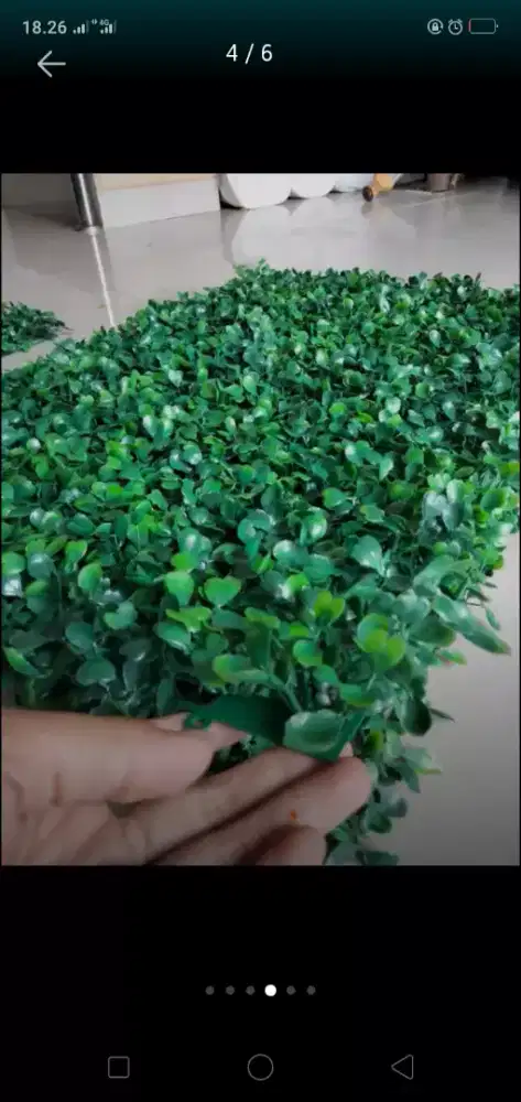 Jual daun dollar hiasan dinding taman