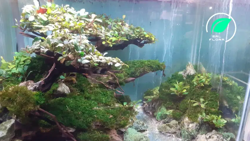 design tema aquascape akurium hias tema