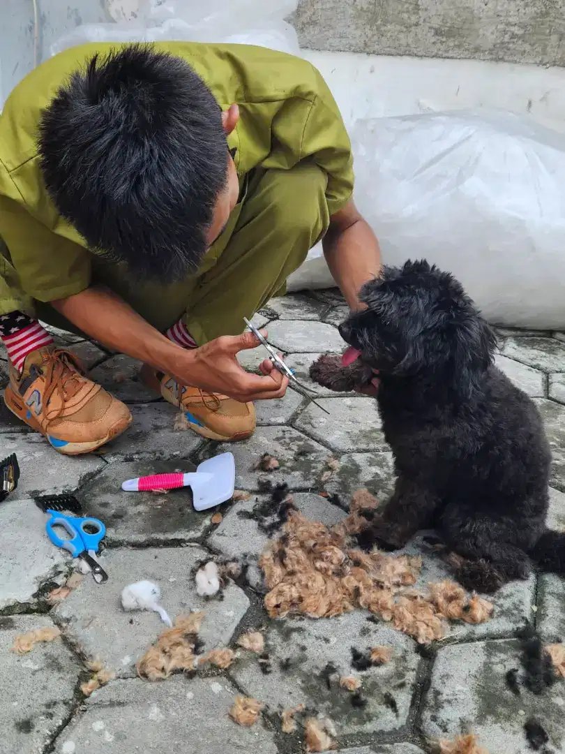 Grooming cat and doggy panggilan