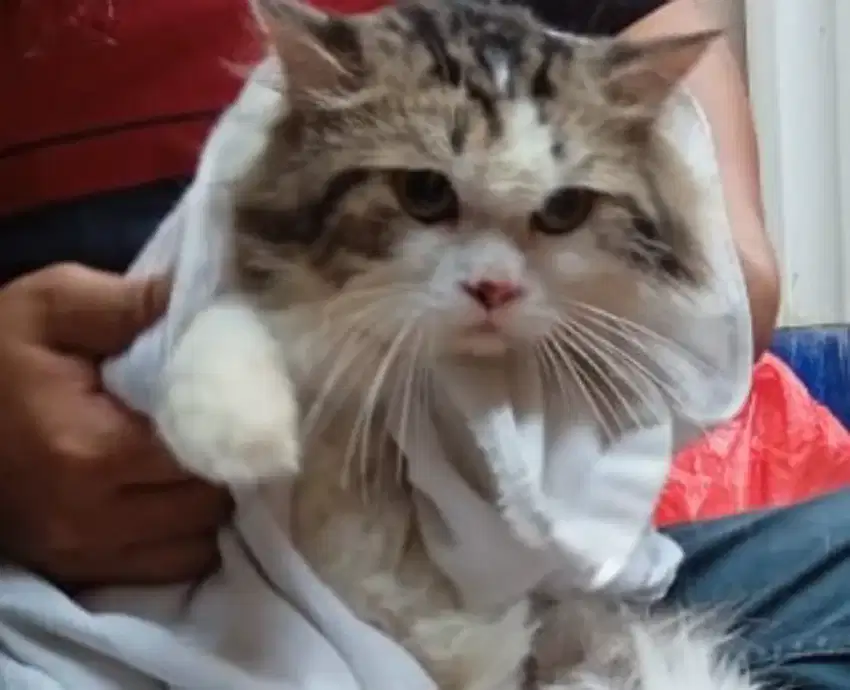 GROOMING KUSUS KUCING PANGGILAN