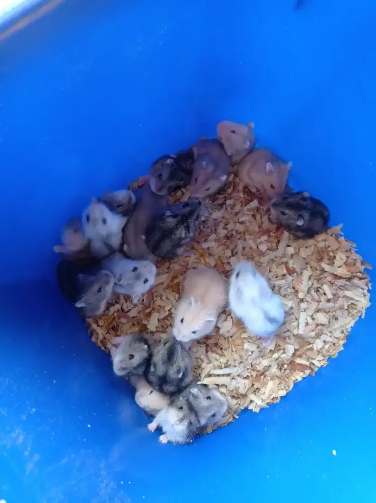 Hamster winter white