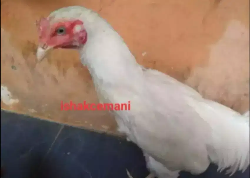 Ayam Putih Mulus Mata Putih, Paruh Putih, Kaki Putih !!! Wajib Baca