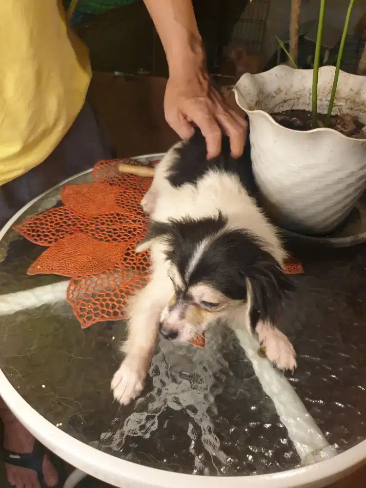 Beli 2 GRATIS 1 ekor Dog mini size imut hias